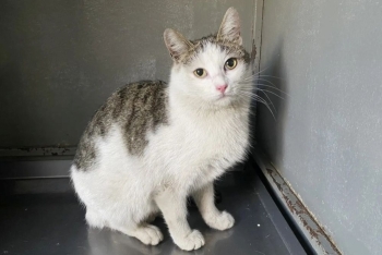 Гингема (1612-26к)