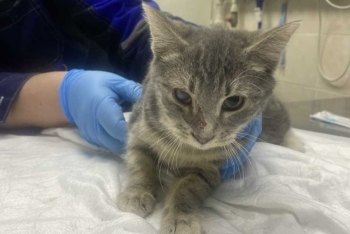 Горчица (1609-26к)