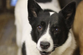 Горын (2178з-25)