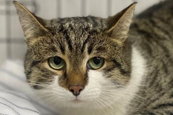 Хакаваи (1636з-26к)