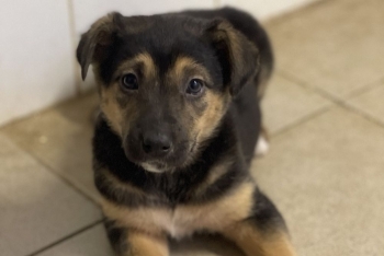 Хонда (2215з-25с)