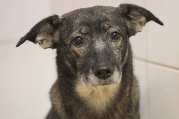 Хостэла (2174з-25)