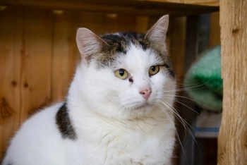 Тайсон (1218з-24)