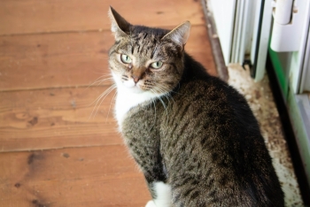 Севилья (1322з-24к)