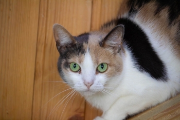 Царапка (907з-22к)