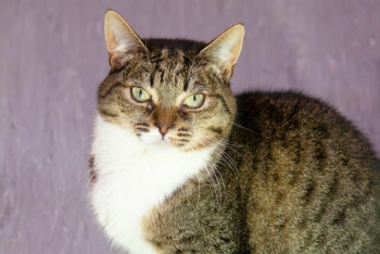 Севилья (1322з-24к)