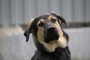 Йода (2134з-25)