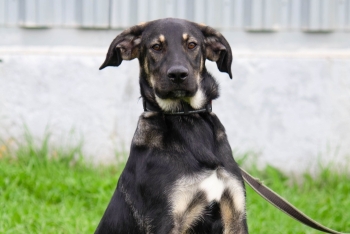 Форест (2135з-25)