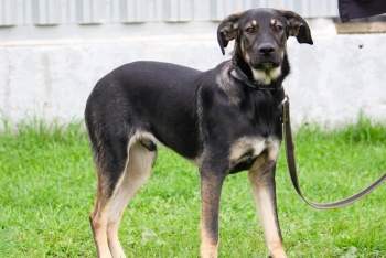 Форест (2135з-25)