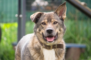 Малец (2127з-25)