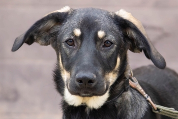 Нероли (2138з-25)