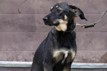 Нероли (2138з-25)