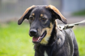 Пачули (2139з-25)