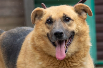 Барин (1572з-19)