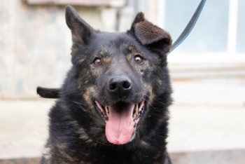 Джаз (1346з-18)