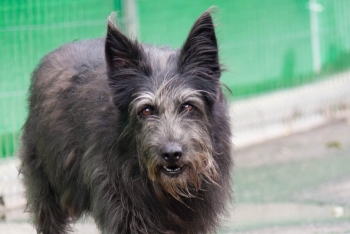 Доротея (1759з-21)