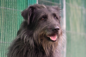 Дарт (1761з-21)