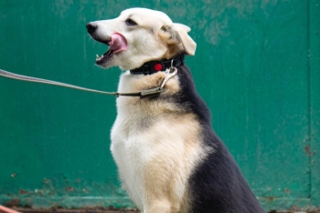 Назар (1924з-22)