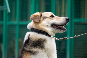 Родион (1922з-22)