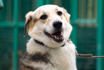 Родион (1922з-22)