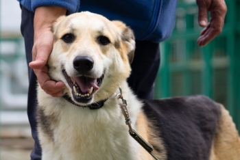 Родион (1922з-22)