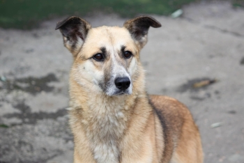 Луиза (1923з-22)