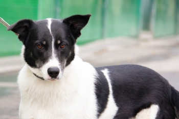 Дольча (1855з-22)