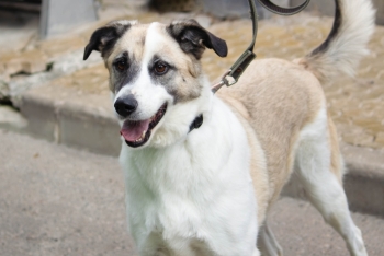 Ниссан (1247з-18)