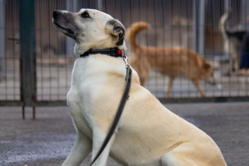 Лада (1245з-18)