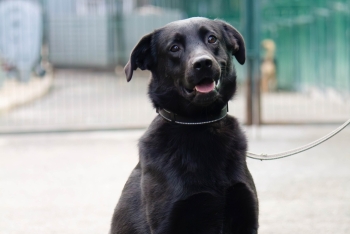 Сонечка (2044з-24)