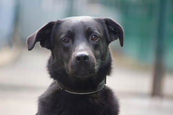 Сонечка (2044з-24)