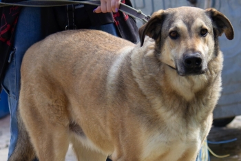 Тема (1335з-18)