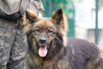 Ричард (1570з-19)