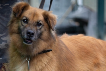 Анфиса (1490з-19)