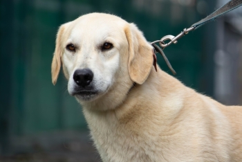 Чижик (1645з-20)