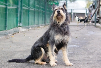 Фокс (2067з-24к)