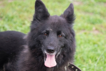 Эмилия (1296з-18)