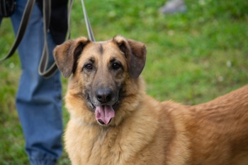 Симка (958з-17)