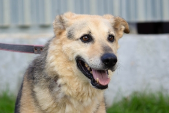 Маргоша (657з-12)