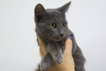 Август (1564з-25к)