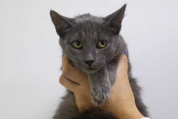 Август (1564з-25к)