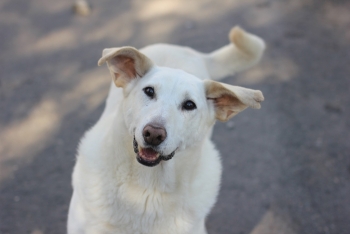 Вайт (1264з-18)