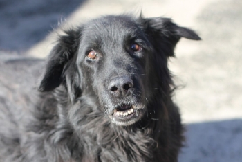 Блэк (1265з-18)