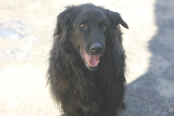 Блэк (1265з-18)