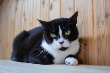 Клякса 2 (893з-22к)