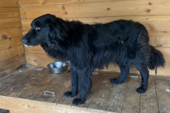 Блэк (1265з-18)