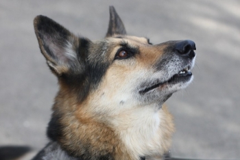 Росинка (1312з-18)