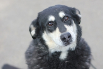 Касандра (1332з-18)