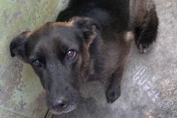 Глафира (1272з-18)