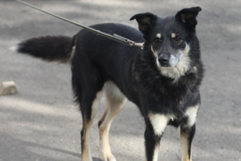 Омега (901з-17)